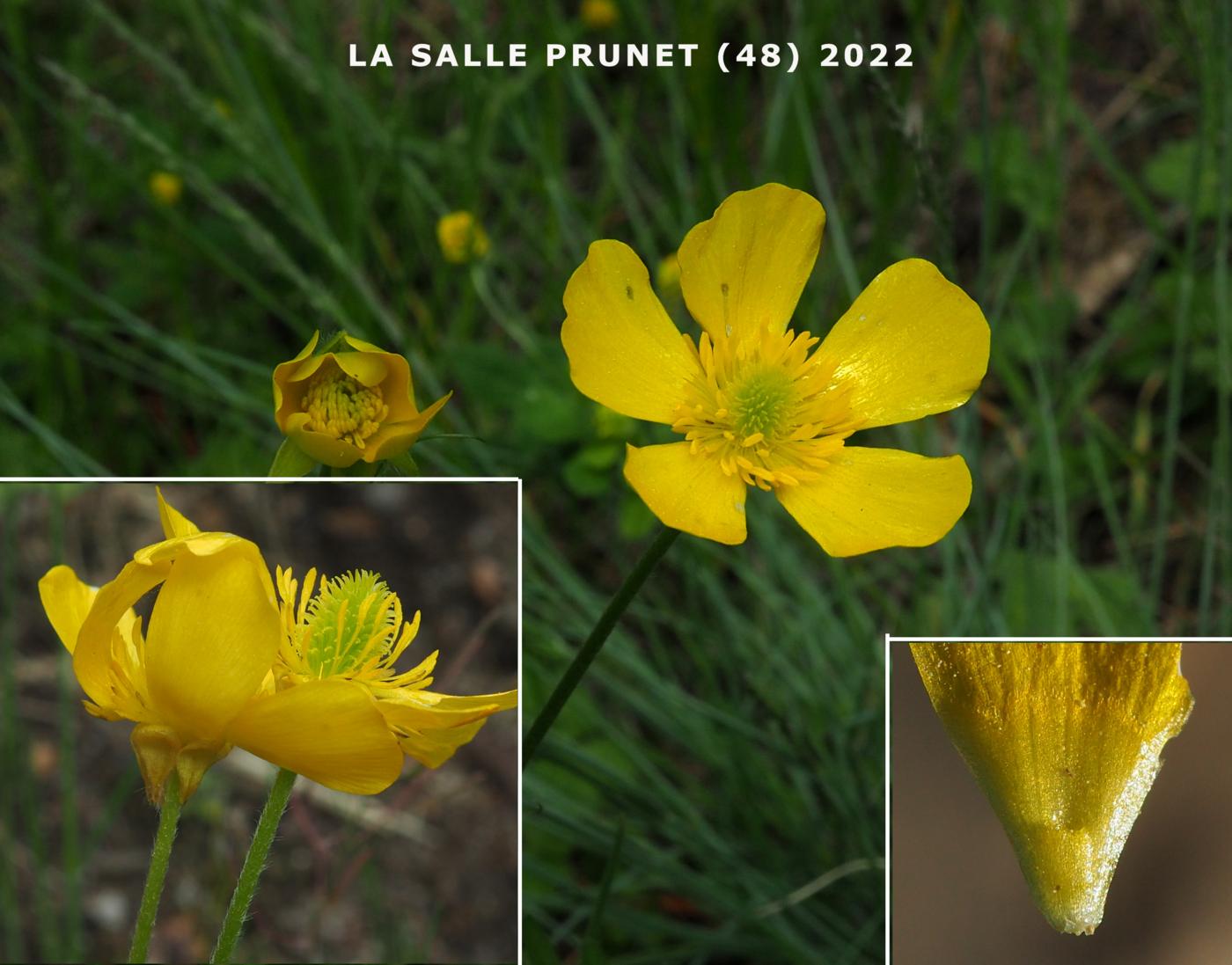 Buttercup, Montpellier flower